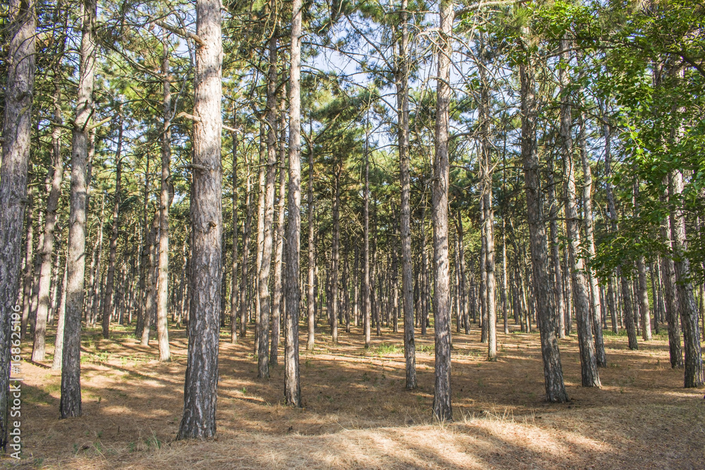 Huge trees in a pine forest. Very bright Huge trees in a pine forest. Very bright