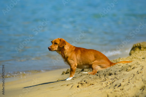 Fearful dog facing the waves of the ocean