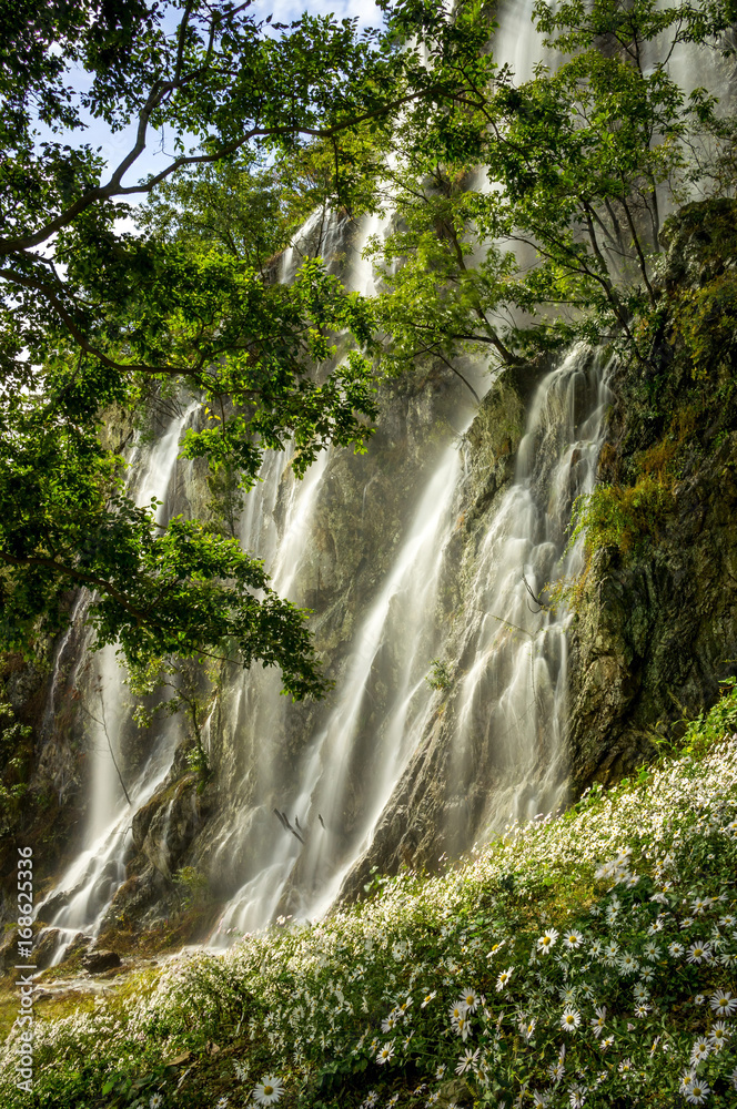 Obraz premium waterfall over chrysanthemum