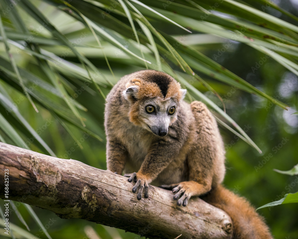 Obraz premium Lemur