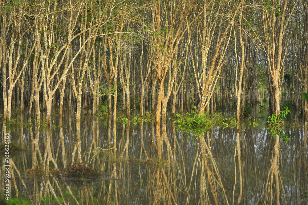 rubber tree flood rubber tree flood