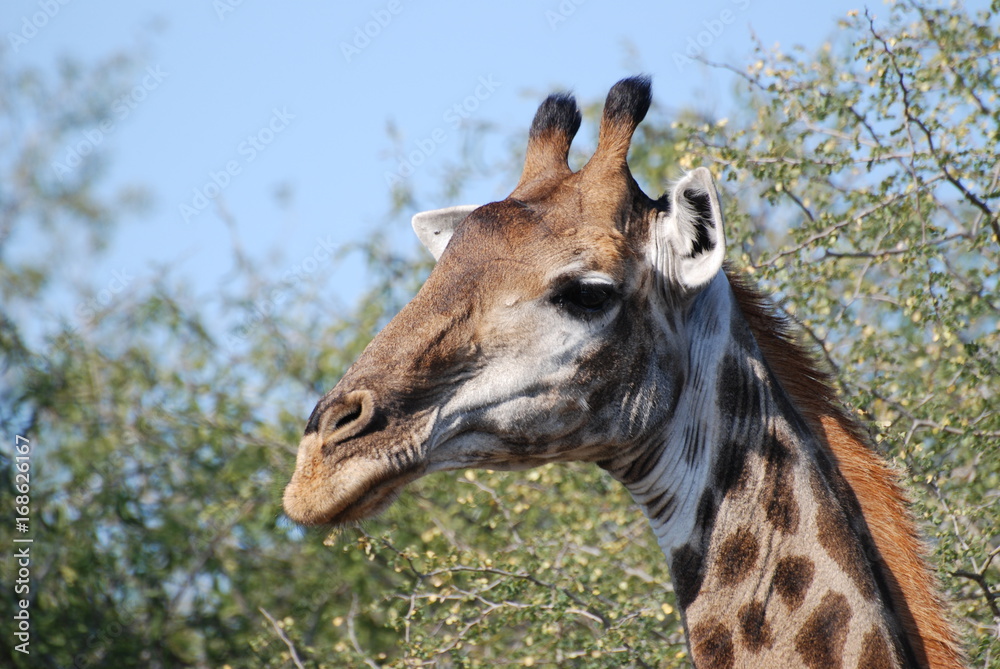 Obraz premium Giraffe quer den Weg 