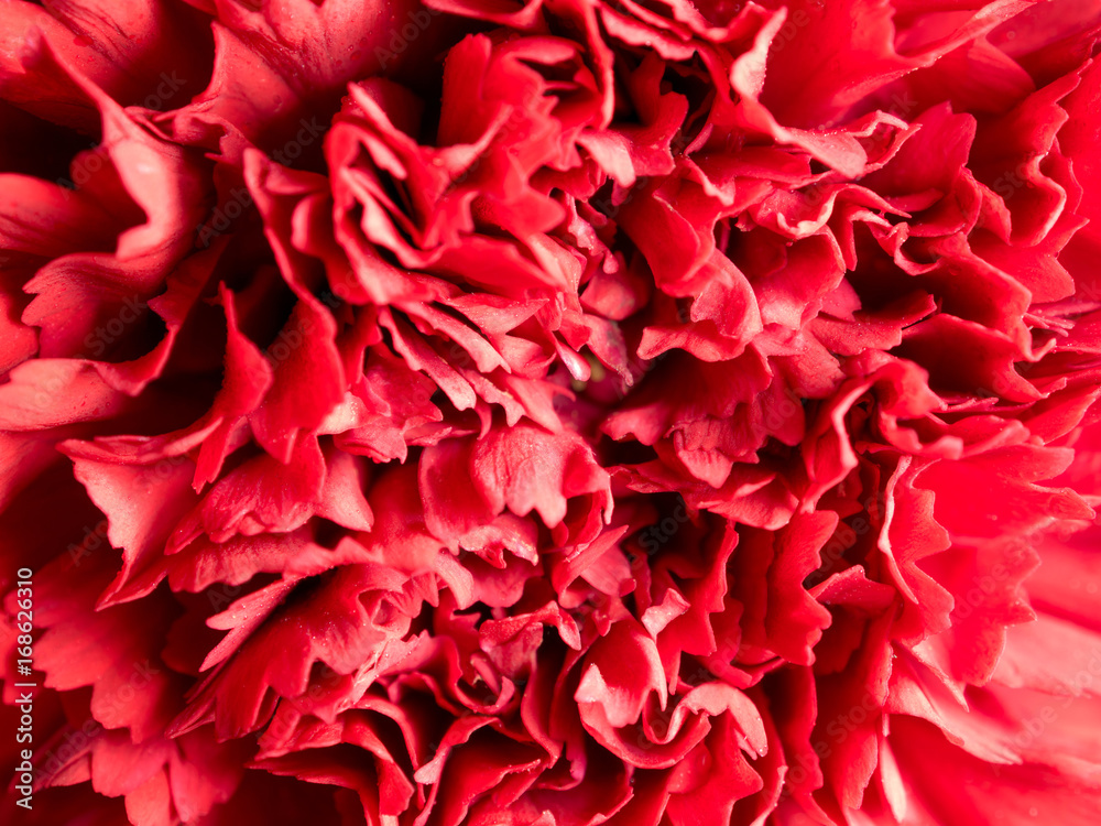 Detailed of vivid red carnation petal