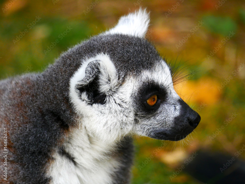 Obraz premium Maki catta 