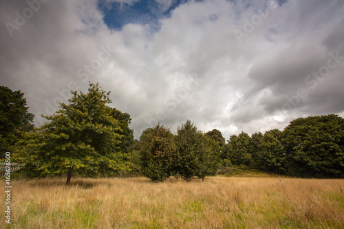 The forest meadow