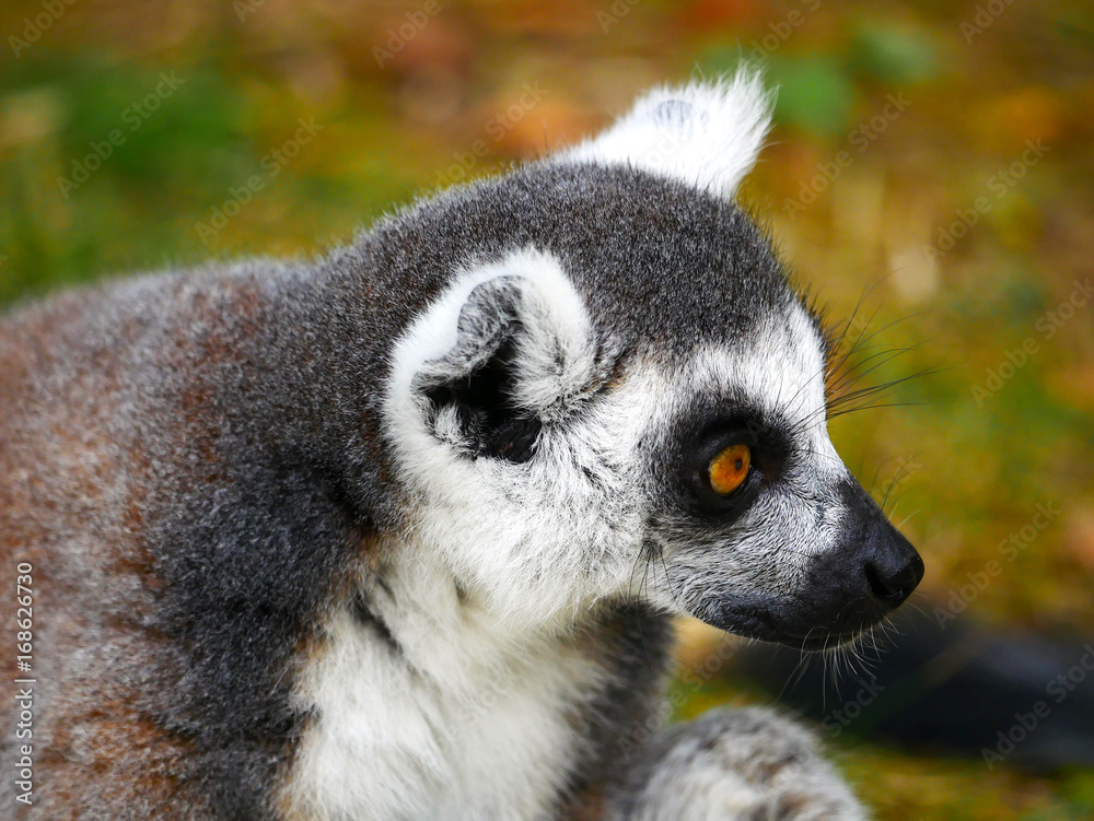 Fototapeta premium Maki catta 