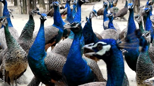 peacocks close up