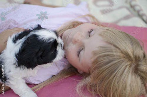 Blonde girl four years old lying on the pillows with black and white shih tzu puppy. 