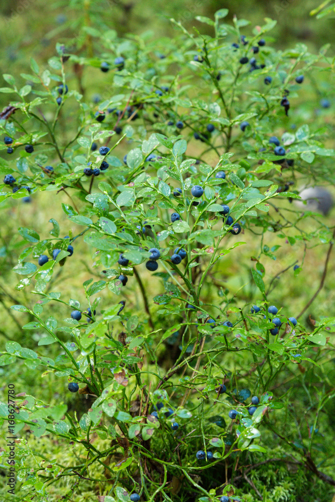 Bush forest berry Bush forest berry