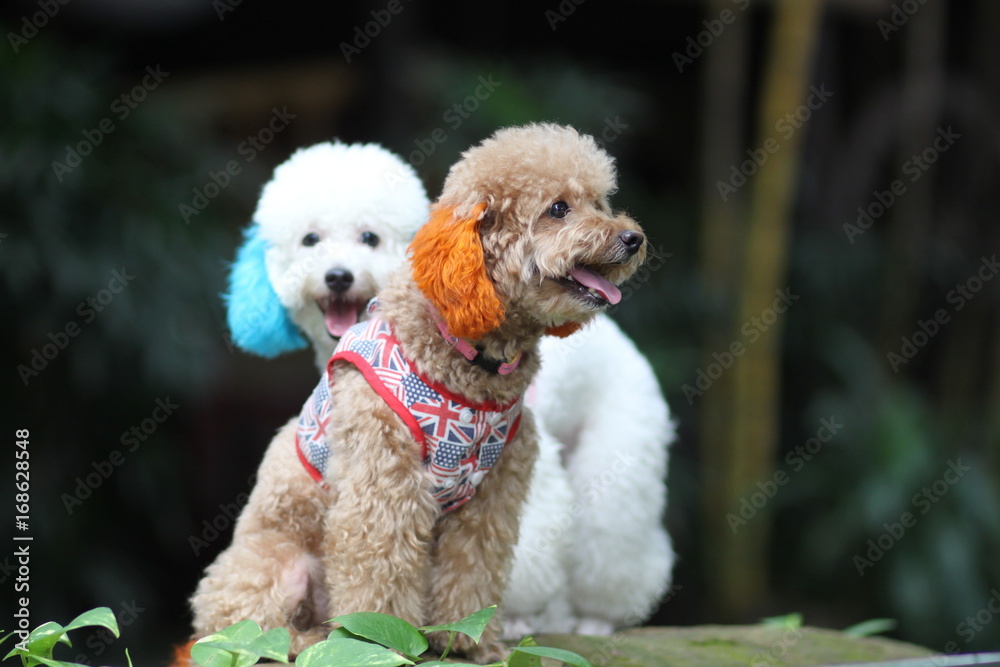 Bunte Hunde Bunte Hunde