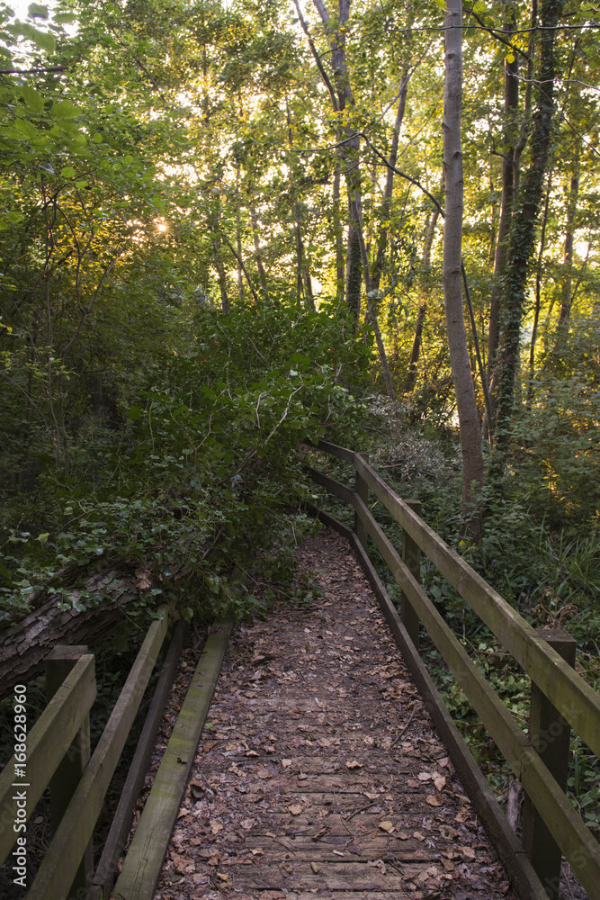 Obraz premium Oasi di Serranella, paludi, pontile e boscaglia