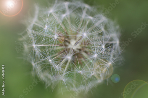 White dandelion on the green grass