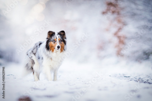 Sheltie im Schnee