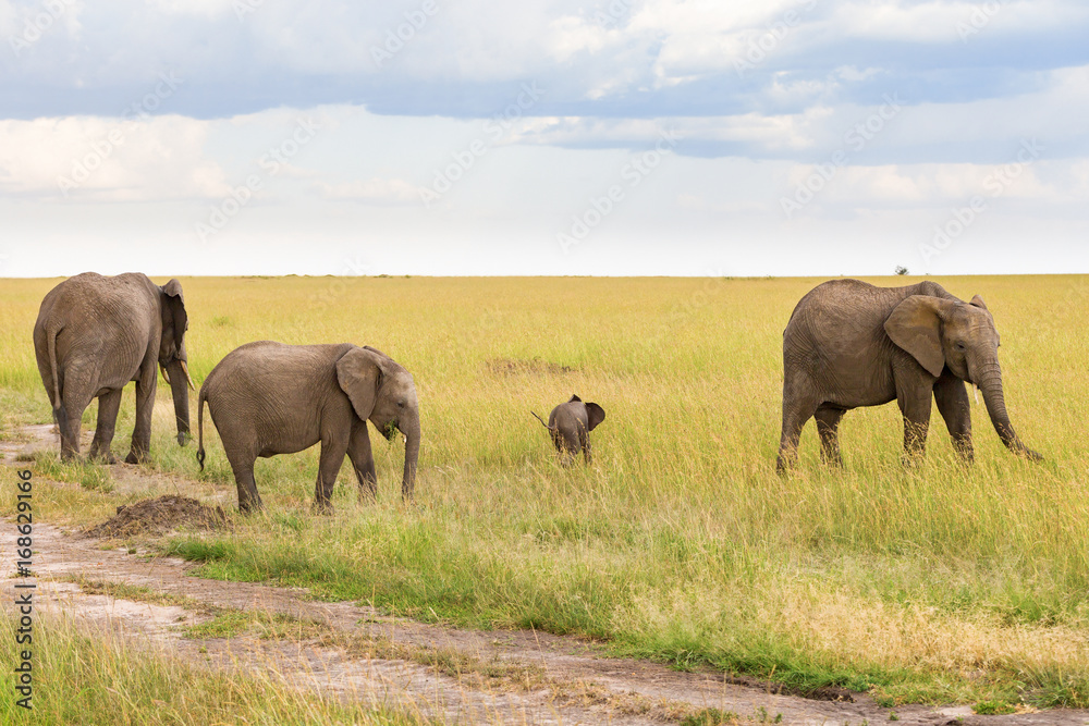 Group of elephants with a small calf in the savanna
