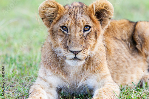 Young lion cub lying and looking at the camera