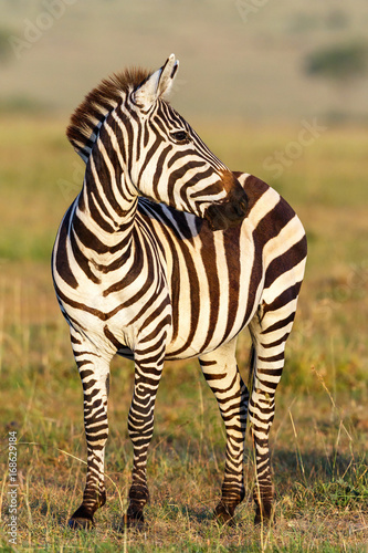 Zebra on the savannah looking sideways