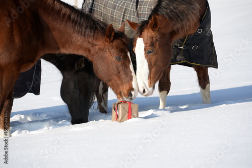 Fototapeta Naklejka Na Ścianę i Meble -  Three horses and one present, three horses in the snow examing a christmas present