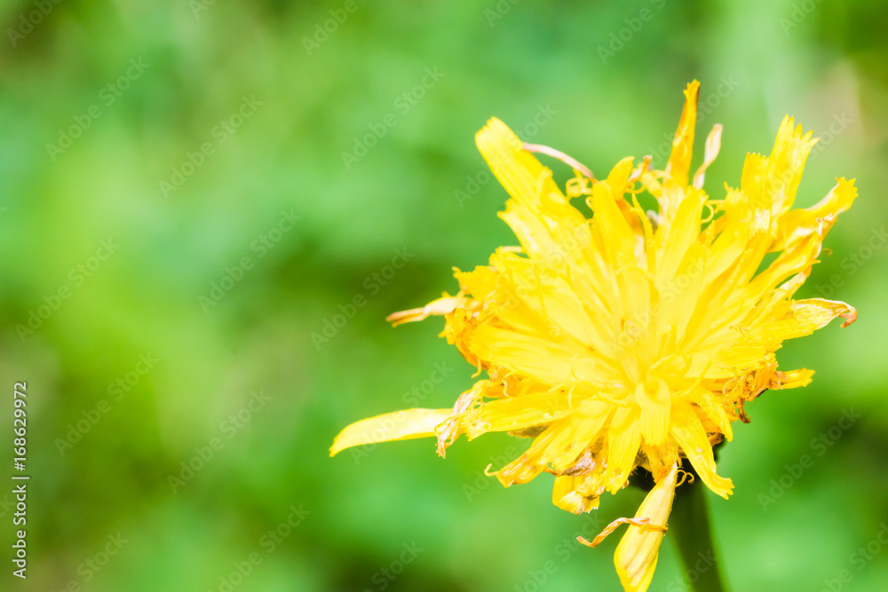 Closeup of nice blossom of dandelion Closeup of nice blossom of dandelion