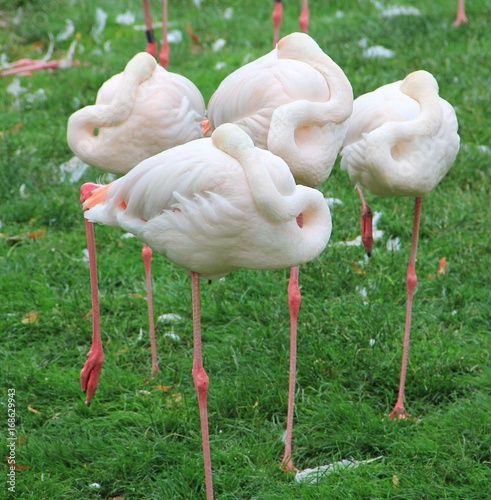 schlafende Flamingos