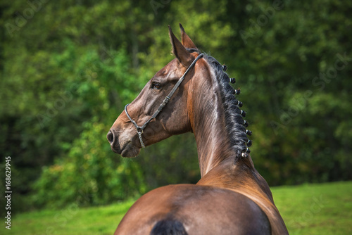 Portrait of beautiful bay horse looking back © Rita Kochmarjova