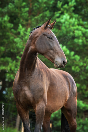 Portrait of beautiful horse