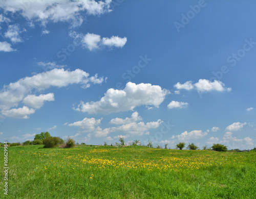 Dandelions meadow and blue sky