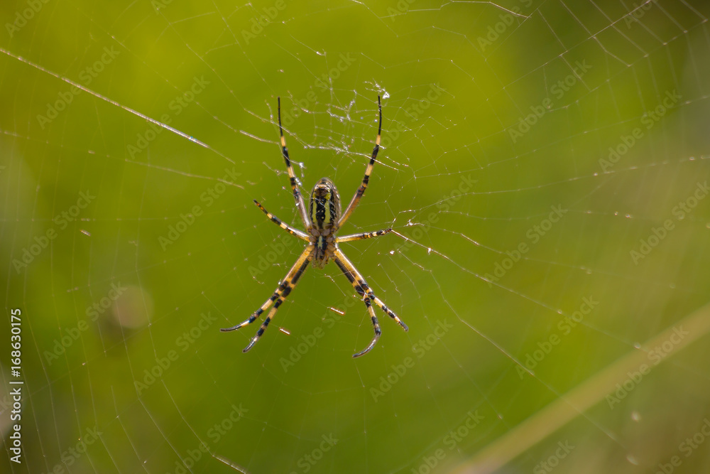 Wasp spider (Argiope bruennichi) with yellow and black stripes on its abdomen in its web waiting for preys Wasp spider (Argiope bruennichi) with yellow and black stripes on its abdomen in its web waiting for preys