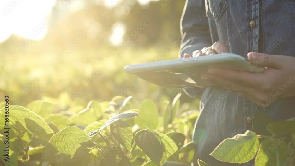 Farmer uses a tablet computer on a soy field. Slow motion