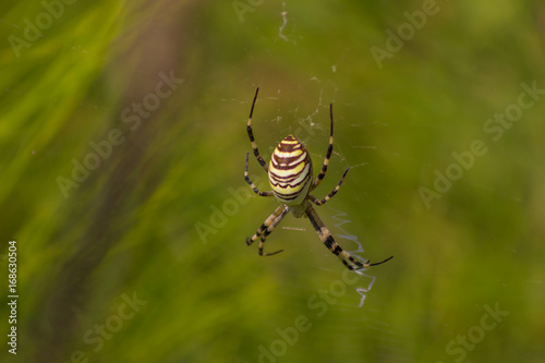 Wasp spider (Argiope bruennichi) with yellow and black stripes on its abdomen in its web waiting for preys