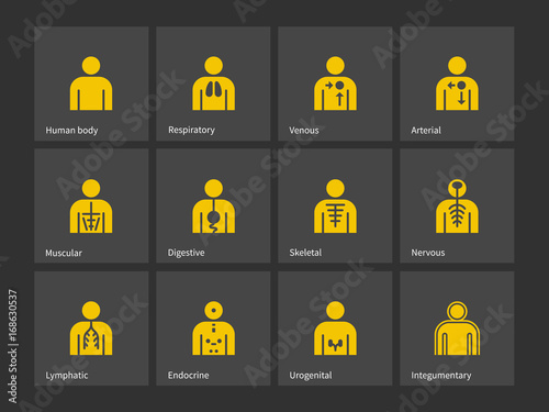 Human body, health immune system icons.
