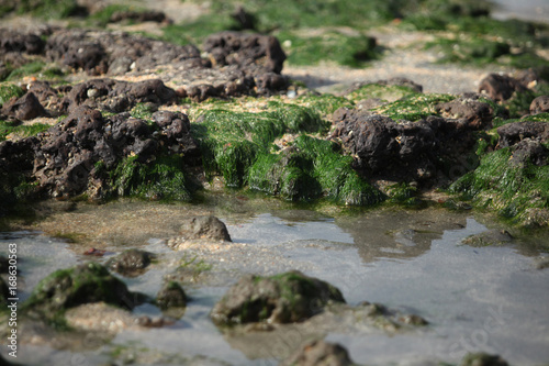 detail - stone on a beach with green sea algea 