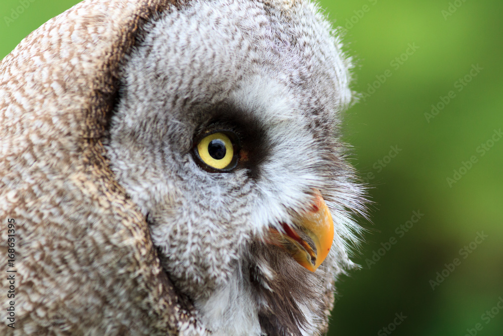 Fototapeta premium Wood Owls