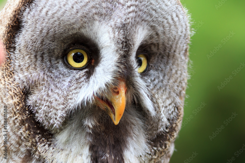 Obraz premium Wood Owls