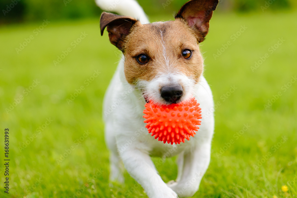 Close up of dog running and playing fetch with orange ball toy Close up of dog running and playing fetch with orange ball toy
