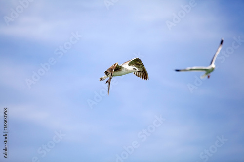 Yellow-legged gull (Laris michahellis)