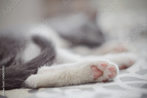 Rear paw of a sleeping kitten