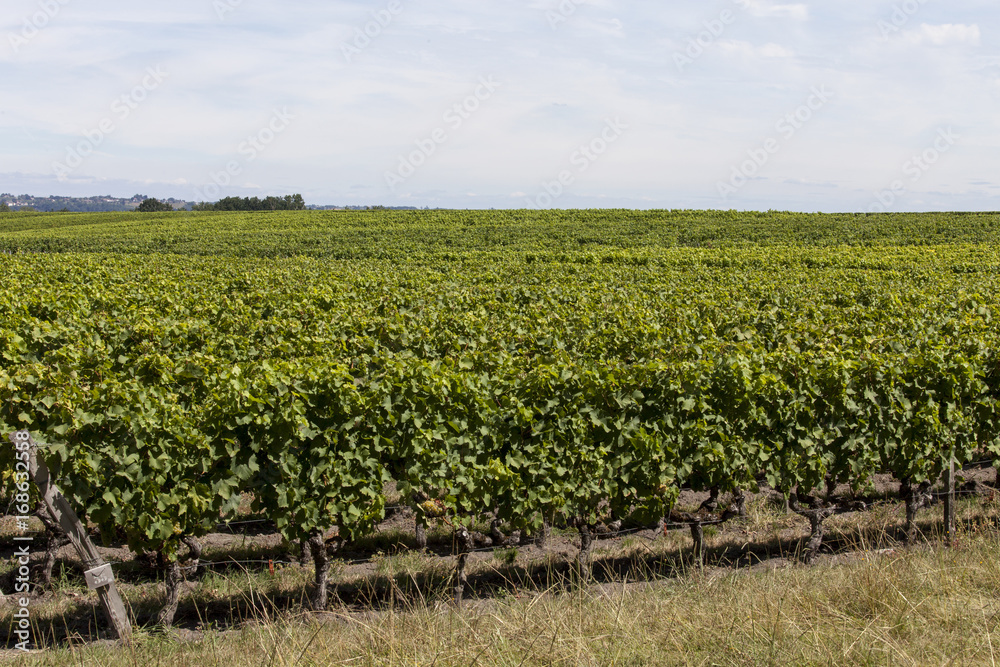 France. Vignoble de Sauternes, Gironde