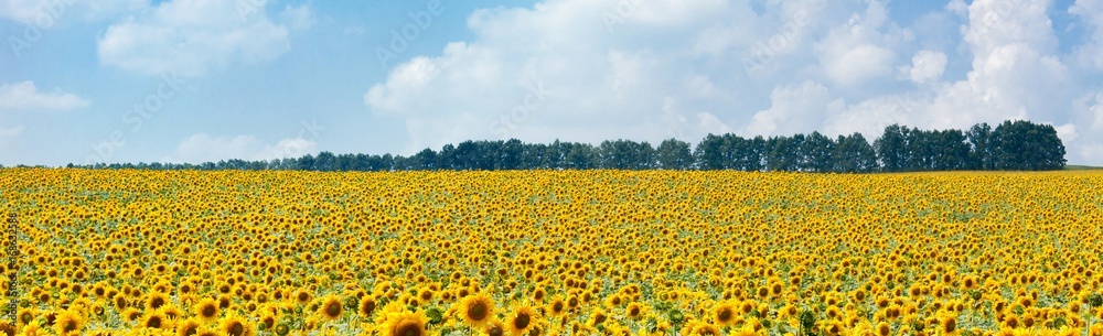 Sunflowers at blue sky background, agricultural landscape