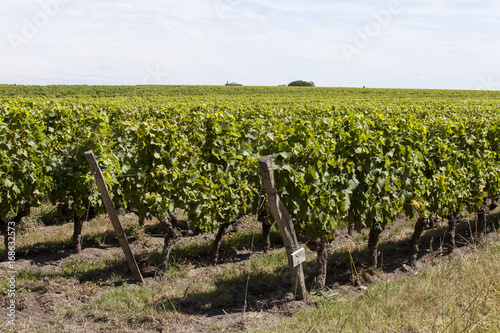 France. Vignoble de Sauternes, Gironde photo