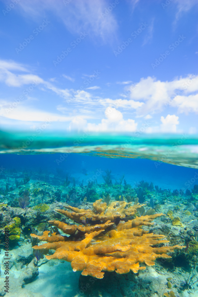 Over-under of healthy Elkhorn coral and blue sky