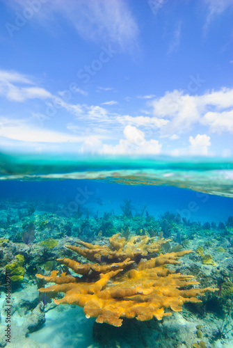 Over-under of healthy Elkhorn coral and blue sky