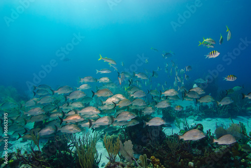 Tropical fish on coral reef in blue sea