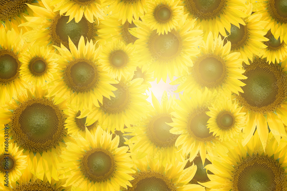 Obraz premium Sunflower background.