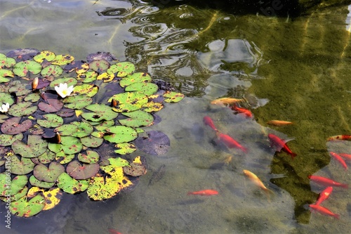 An image of a lake with grass in front