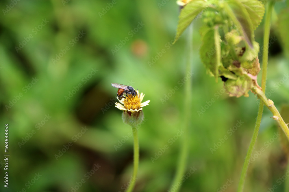 Honey bee perch and eating nectar on the grass flower. background out focus of green grass.