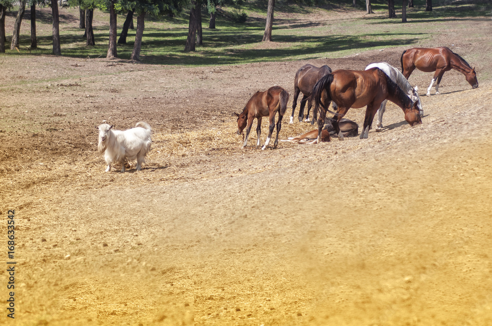 Horses and goat Horses and goat