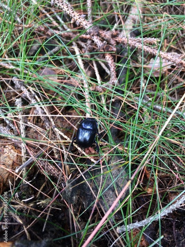a black Dung Beetle in the forest