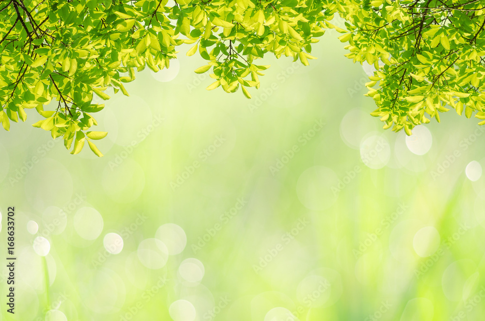 green leaves frame and blur green grass bokeh background with copy space for your designed.