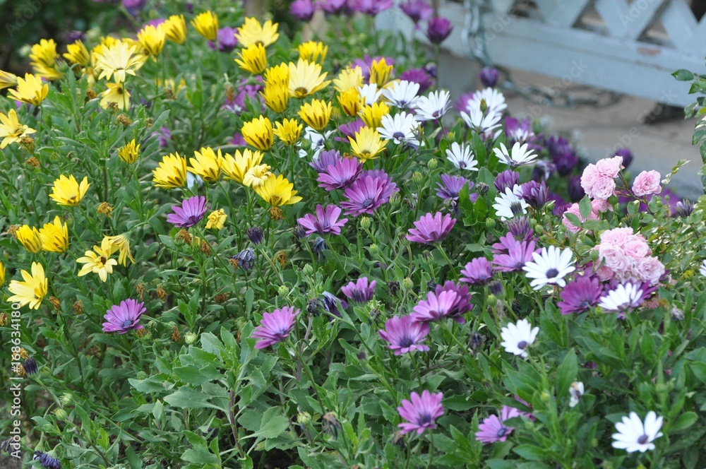 Fototapeta premium spring