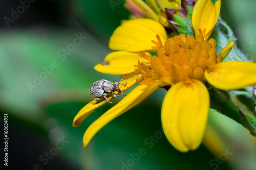 Grey snout beetle (curculionidae), sitting on a yellow flower, Cape Town, South Africa photo